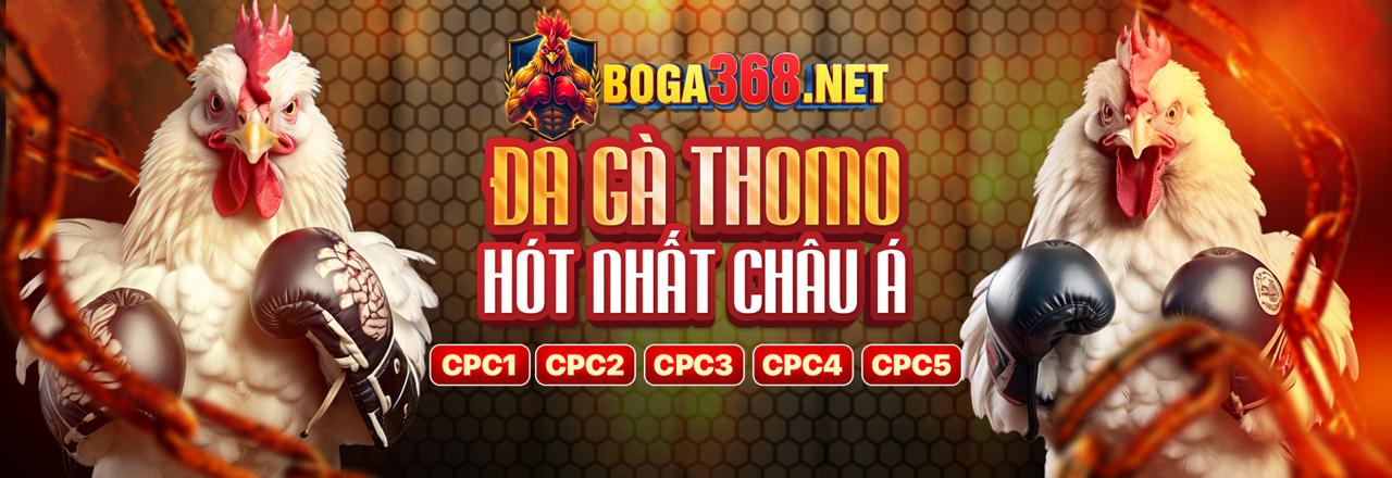 Đá gà cựa sắt quyết liệt, thể hiện sức mạnh và kỹ thuật của chiến kê tại Go88 Club