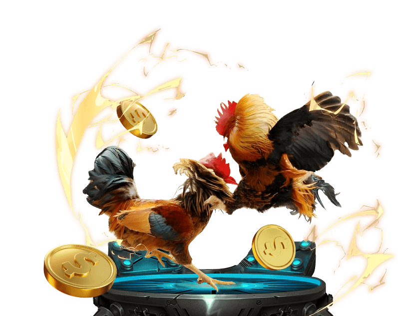 Trận đá gà Thomo kịch tính tại sàn đấu chuyên nghiệp của Go88 Club